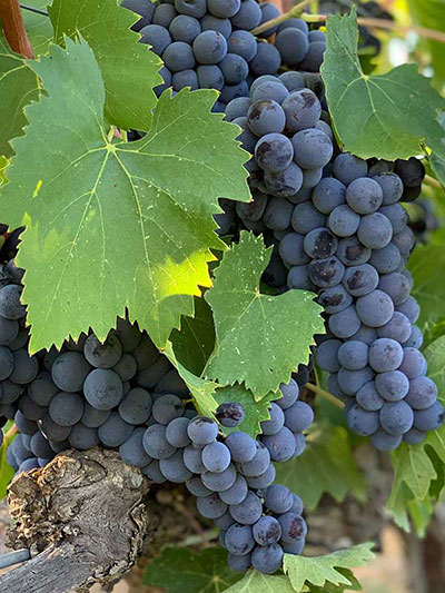 Vini del Molise