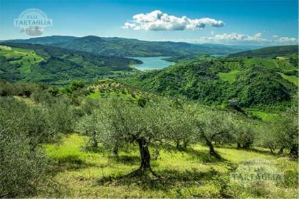 Oliveti del Frantoio Tartaglia vista lago Occhito