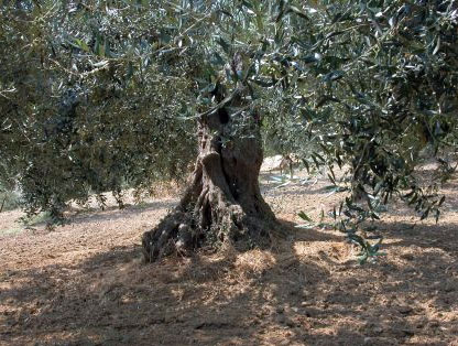 Olivi cultivar Gentile di Larino Azienda Zeoli